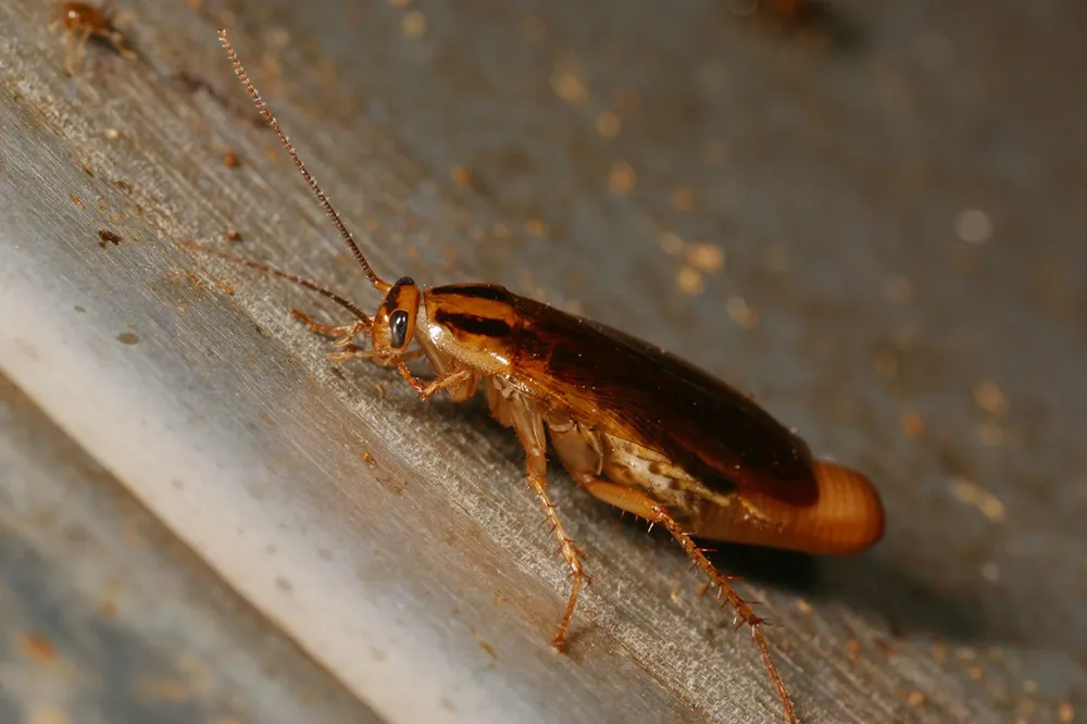 Cockroach Pest Control Hyderabad