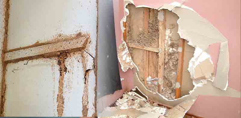 Termites In Walls